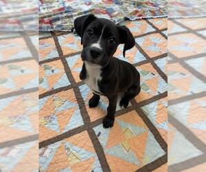 American Pit Bull Terrier-Unknown Mix Dogs for adoption in Fort Wayne, IN, USA