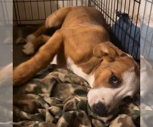 Mutt Dogs for adoption in Laramie, WY, USA