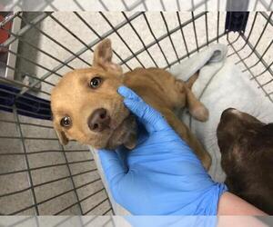 Labrador Retriever Dogs for adoption in Conroe, TX, USA