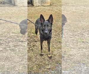 German Shepherd Dog Dogs for adoption in Rustburg, VA, USA