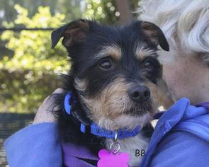 Mutt Dogs for adoption in Santa Barbara, CA, USA