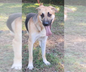 German Shepherd Dog-Unknown Mix Dogs for adoption in Wetumpka, AL, USA