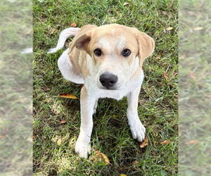 Labrenees Dogs for adoption in Genesee, WI, USA