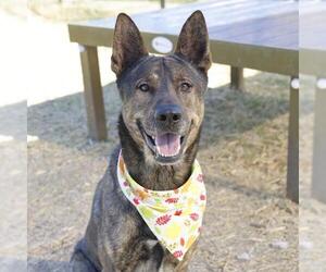 German Shepherd Dog-Unknown Mix Dogs for adoption in San Antonio, TX, USA