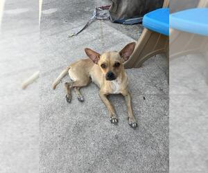 Chihuahua-Unknown Mix Dogs for adoption in San Antonio, TX, USA