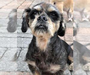 Mal-Shi Dogs for adoption in Sanford, FL, USA