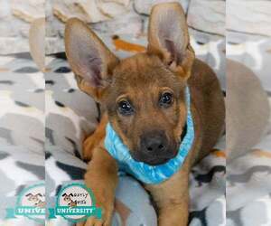 German Shepherd Dog-Unknown Mix Dogs for adoption in Kennesaw, GA, USA