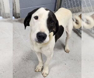 Pointer-Unknown Mix Dogs for adoption in Pottstown, PA, USA