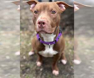 American Pit Bull Terrier-Unknown Mix Dogs for adoption in Binghamton, NY, USA