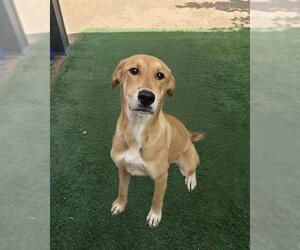 German Shepherd Dog-Unknown Mix Dogs for adoption in HESPERIA, CA, USA