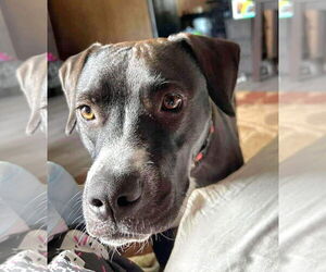 Labrador Retriever-Unknown Mix Dogs for adoption in Germantown, OH, USA