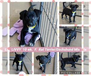 Jack-Rat Terrier Dogs for adoption in Mesa, AZ, USA