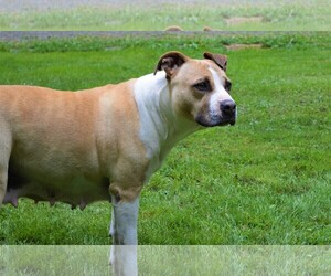 American Staffordshire Terrier Dogs for adoption in Arlington, WA, USA