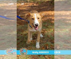 Labrador Retriever Dogs for adoption in Mobile, AL, USA