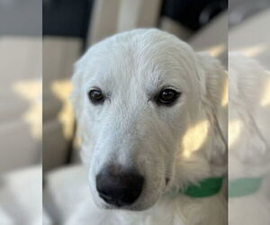 Great Pyrenees Dogs for adoption in Dallas, TX, USA