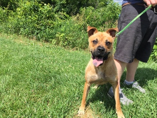 Boxer Dogs for adoption in Lewisburg, WV, USA