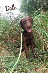 Labrador Retriever Dogs for adoption in Kendallville, IN, USA