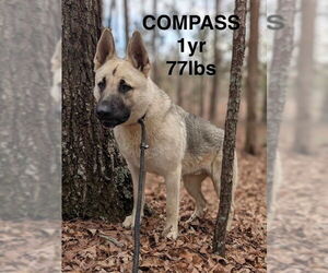 German Shepherd Dog Dogs for adoption in Woodbury, NY, USA