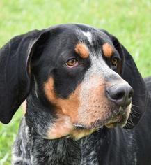 Bluetick Coonhound Dogs for adoption in Nashville, IN, USA