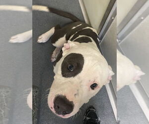 American Pit Bull Terrier Dogs for adoption in Glen Allen, VA, USA