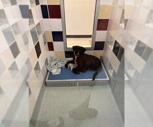 Labrador Retriever-Unknown Mix Dogs for adoption in Plano, TX, USA