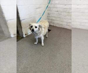Chihuahua-Unknown Mix Dogs for adoption in San Bernardino, CA, USA