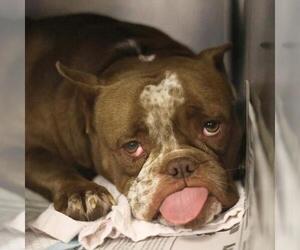 Bulldog-Unknown Mix Dogs for adoption in San Antonio, TX, USA