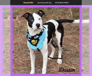 Bluetick Coonhound-Unknown Mix Dogs for adoption in Benton, PA, USA