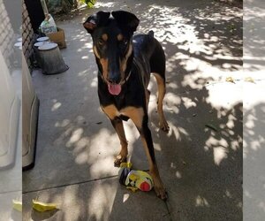 Doberman Pinscher Dogs for adoption in Fair Oaks, CA, USA