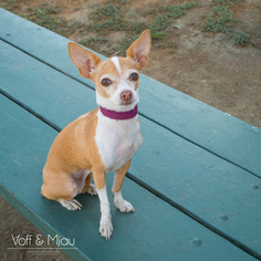 Medium Photo #1 Chihuahua-Unknown Mix Puppy For Sale in Lake Elsinore, CA, USA