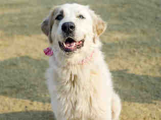 Great Pyrenees Dogs for adoption in South Lake Tahoe, CA, USA