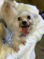 Shih Tzu Dogs for adoption in Freeport, FL, USA