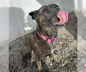 Dutch Shepherd -Unknown Mix Dogs for adoption in Anchorage, AK, USA
