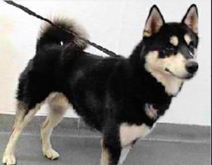 Alaskan Husky-Unknown Mix Dogs for adoption in Redondo Beach, CA, USA