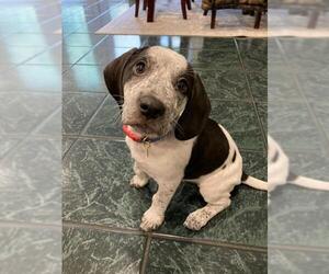 Beagle-Bluetick Coonhound Mix Dogs for adoption in Oviedo, FL, USA