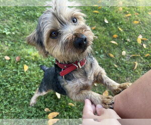 Mutt Dogs for adoption in Winter, WI, USA