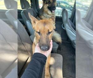 German Shepherd Dog Dogs for adoption in Stockton, CA, USA