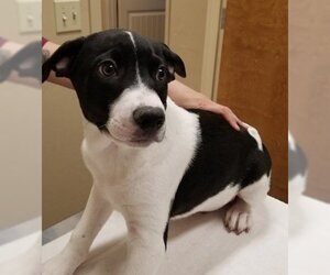 Mutt Dogs for adoption in Wickenburg, AZ, USA