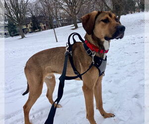 Mastiff-Unknown Mix Dogs for adoption in Minneapolis, MN, USA