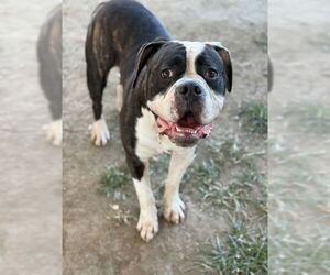 American Bulldog-Unknown Mix Dogs for adoption in Riverside, CA, USA