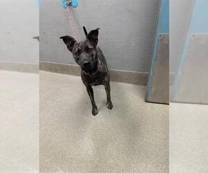 Dutch Shepherd -Unknown Mix Dogs for adoption in Las Vegas, NV, USA