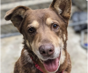 Shepradors Dogs for adoption in San Ramon, CA, USA