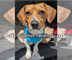 Beagle-Unknown Mix Dogs for adoption in Dunnellon, FL, USA