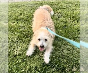 Mutt Dogs for adoption in Victorville, CA, USA