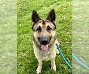 German Shepherd Dog-Unknown Mix Dogs for adoption in Sacramento, CA, USA