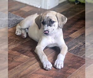 Mutt Dogs for adoption in Genesee, WI, USA