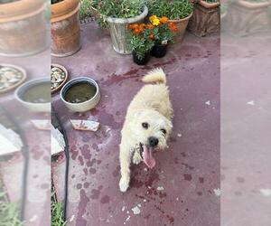 Mutt Dogs for adoption in San Antonio, TX, USA