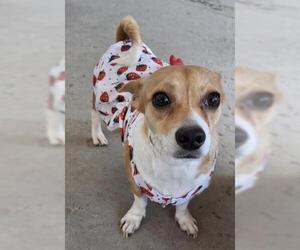 Chihuahua Dogs for adoption in Bakersfield, CA, USA