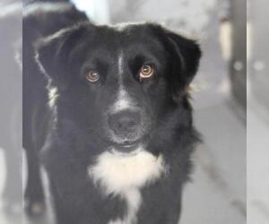 Australian Shepherd Dogs for adoption in Galax, VA, USA