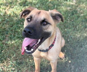 German Shepherd Dog Dogs for adoption in Tulsa, OK, USA